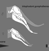 Female preference promotes asynchronous sex evolution in proboscideans