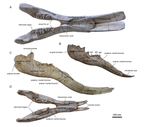 Konobelodon was discovered firstly in China by the Institute of Vertebrate Paleontology and Paleoanthropology