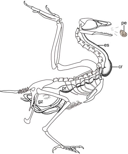 Fish-Eating Enantiornithine Bird Provides Evidence of Modern Avian Digestive Features