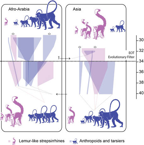 New Oligocene Primates from China Highlight Key Evolutionary Period