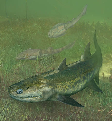 Oldest Actinopterygian from China Provides New Evidence for the Origin of Ray-Finned Fishes