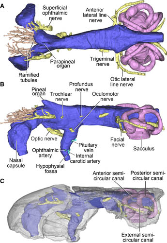 Devonian Fish Provides Unique Insights into the Early Evolution of Modern Lobe-finned Fishes