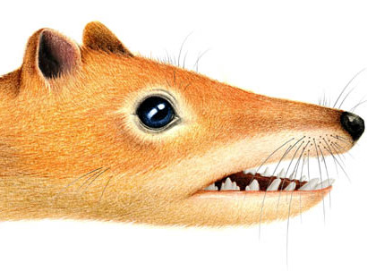 New Symmetrodont Mammal Found from the Early Cretaceous of China