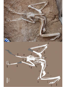 New Old World Vulture Found from the Late Miocene of China