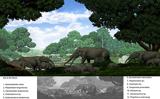 A weird combination of Deinotherium and Platybelodon- Elephantiformes without ivories, which were discovered by IVPP