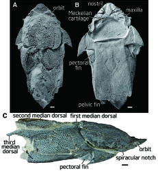 Exceptionally Preserved Fossil Fish from the Silurian of China Illuminates Jaw Evolution
