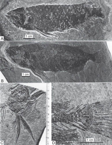 New Species of Arowana (Osteoglossid Fish) Discovered from the Eocene of China