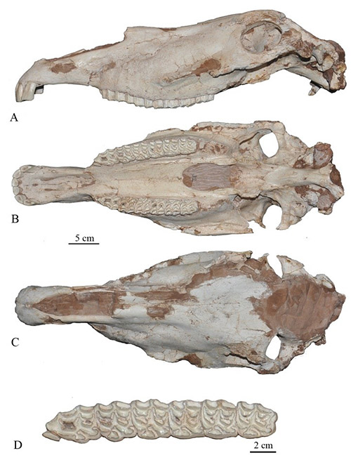 New progress of research on fossil Equus