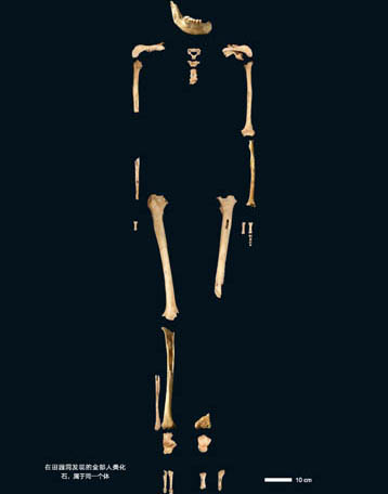 Genome-wide Data from a 40,000-year-old Man in China Reveals Complicated Genetic History of Asia