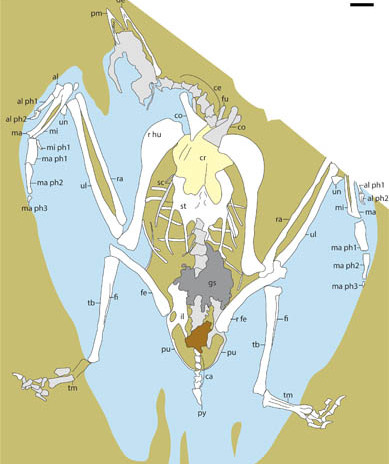 Cretaceous Bird Clarifies Early Trophic Evolution in the Ornithuromorpha
