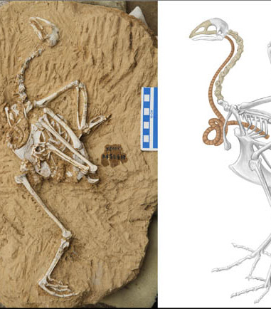 Song From The Distant Past, A New Fossil Pheasant From China Preserves A Super-Elongated Windpipe