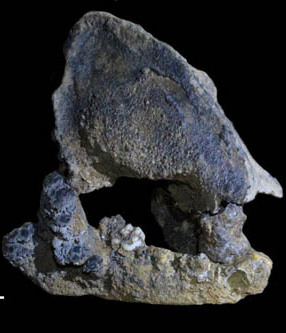 Mitochondrial Genome of 22,000-year-old Giant Panda From Southern China Reveals New Panda Lineage