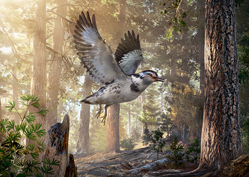 Unique Early Cretaceous bird from China provides window into the early evolution of birds and flight