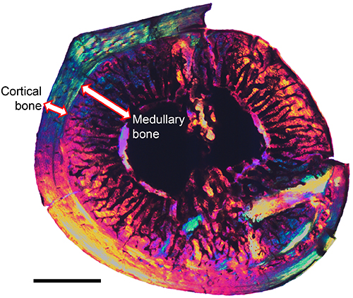 Medullary Bone Found in Cretaceous Birds
