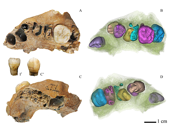 Dental Study of Juvenile Archaic Homo Fossil Gives Clues About Human Development