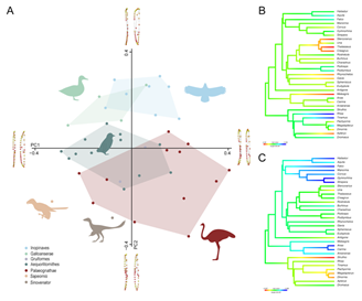 Quantitative analysis of Early Cretaceous Paraves shows a recent origin for the kinetic skulls behind the success of modern birds
