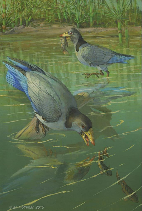 New Finding on Origin of Avian Predentary in Mesozoic Birds