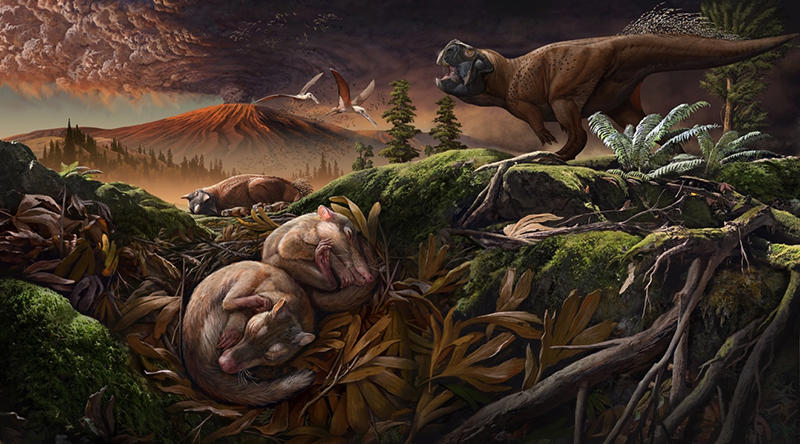 New Cretaceous Mammal Provides Evidence for Separation of Hearing and Chewing Modules