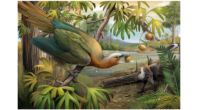 How did birds survive the Cretaceous Mass Extinction: A Secret hidden within their tiny teeth