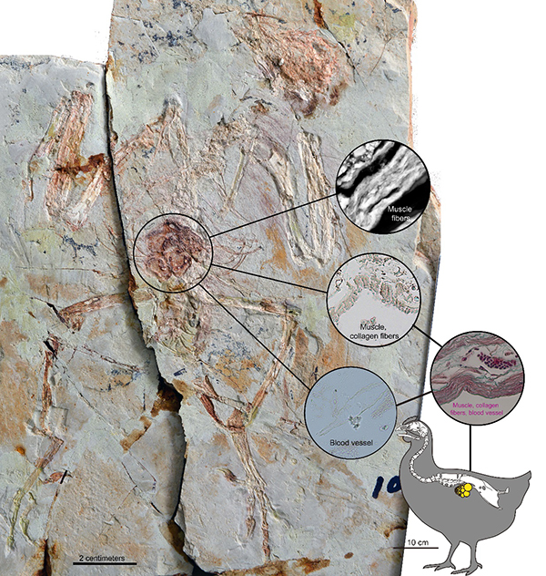 Scientists Prove Bird Ovary Tissue Can Be Preserved in Fossils