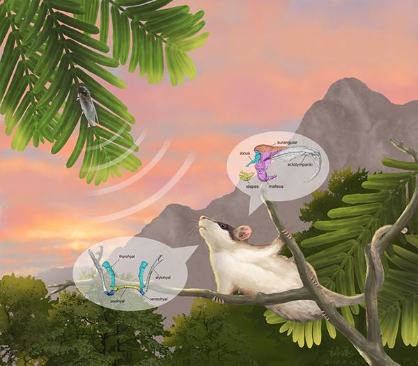 New Cretaceous Jehol Fossil Sheds Light on Evolution of Ancestral Mammalian Middle Ear