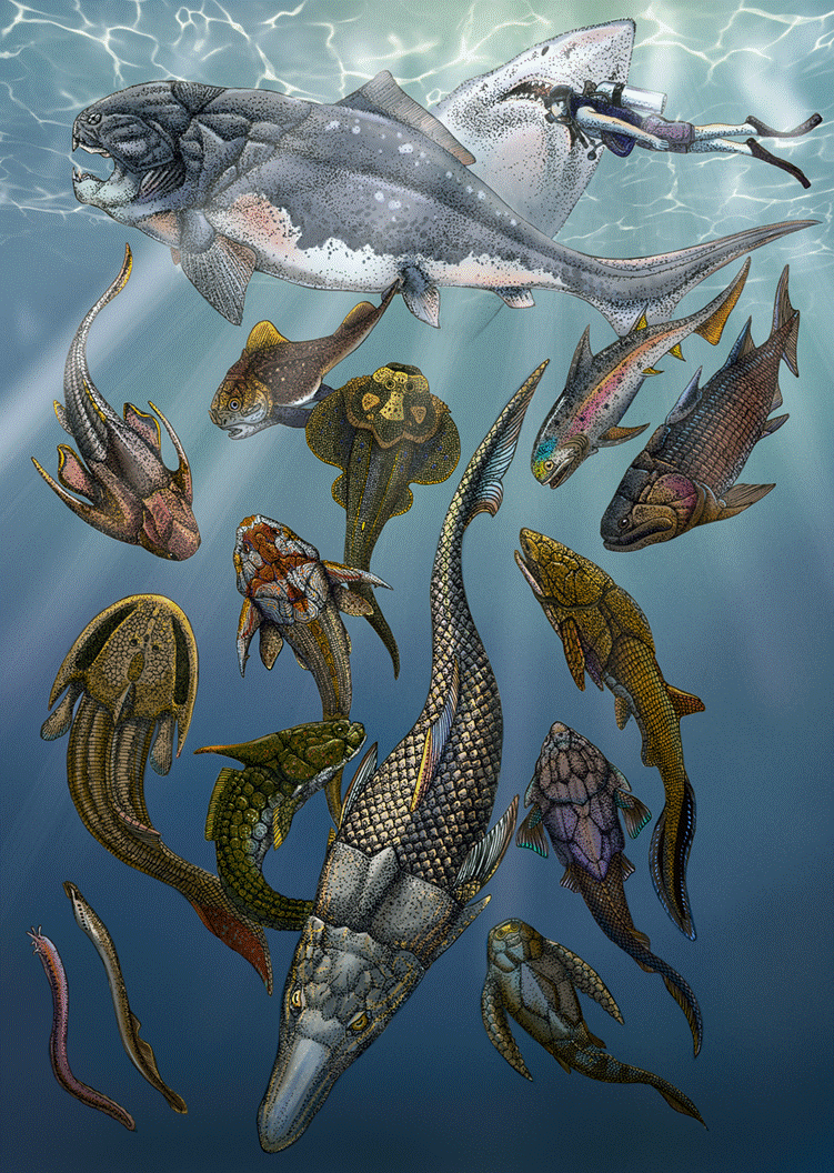 New Findings on Devonian“Platypus Fish” Cast Light on Evolution of Modern Jawed Vertebrates