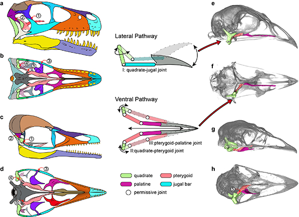 Chinese Fossil Shows Modern Bird Skull Evolved from a Mixture of Dinosaur and Bird Features