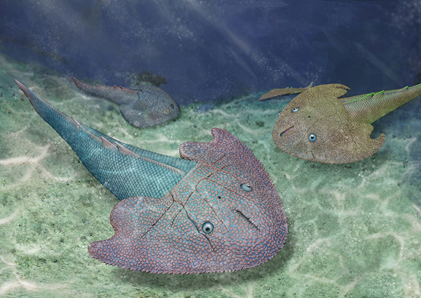 The Largest Eugaleaspiform Nochelaspis Reoccurred in the 420-million-years-old “Ancient Fish Kingdom”