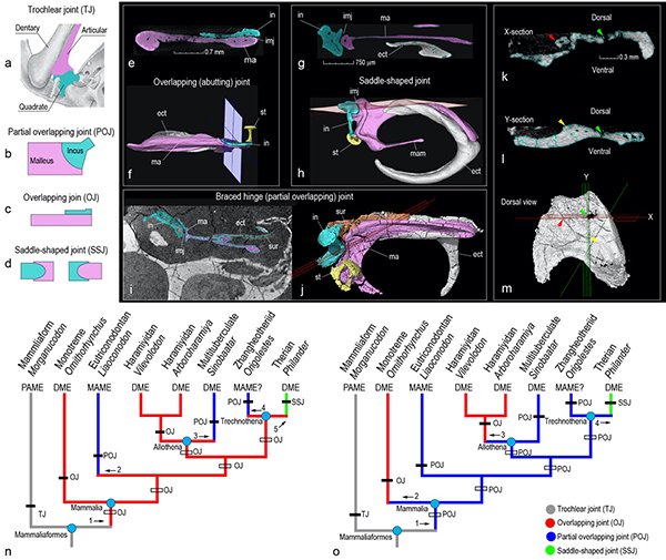 Critiques & Debates: Is the monotreme middle ear primitive for mammals?