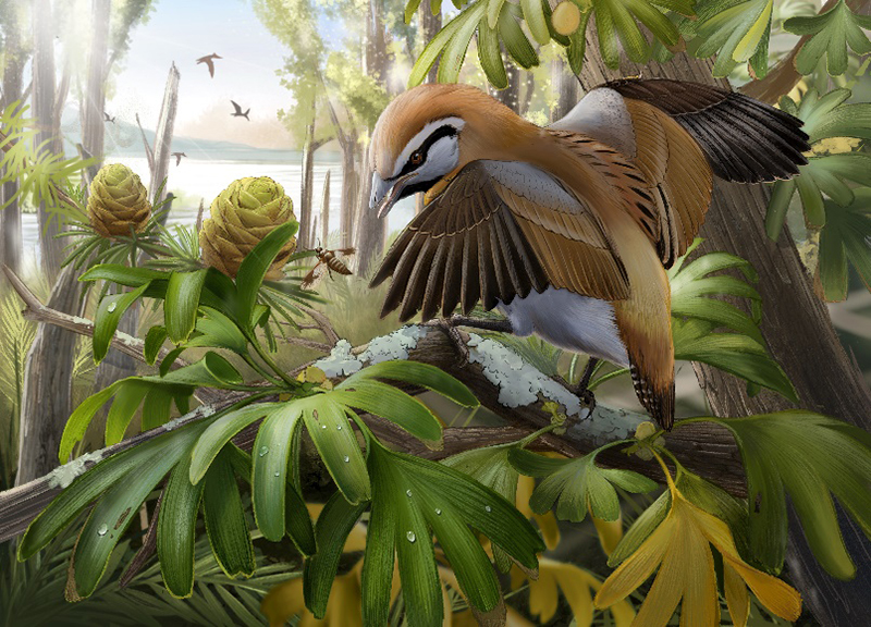Researchers Find Fossil of Extinct Early Bird That Could Stick Out Its Tongue
