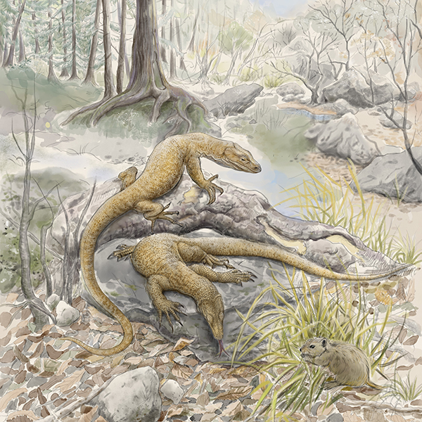 New Varanid Fossil from China Supports Asian Origin of Varanidae