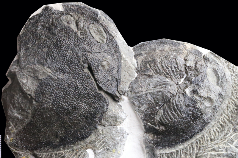 Chinese Fossils Show Human Middle Ear Evolved from Fish Gills