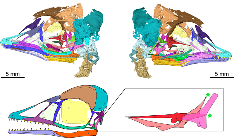 Tiny ancient bird from China shares skull features with Tyrannosaurus rex