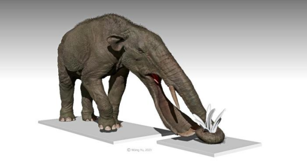 Longer mandible or nose? Co-evolution of feeding organs in early elephantiforms