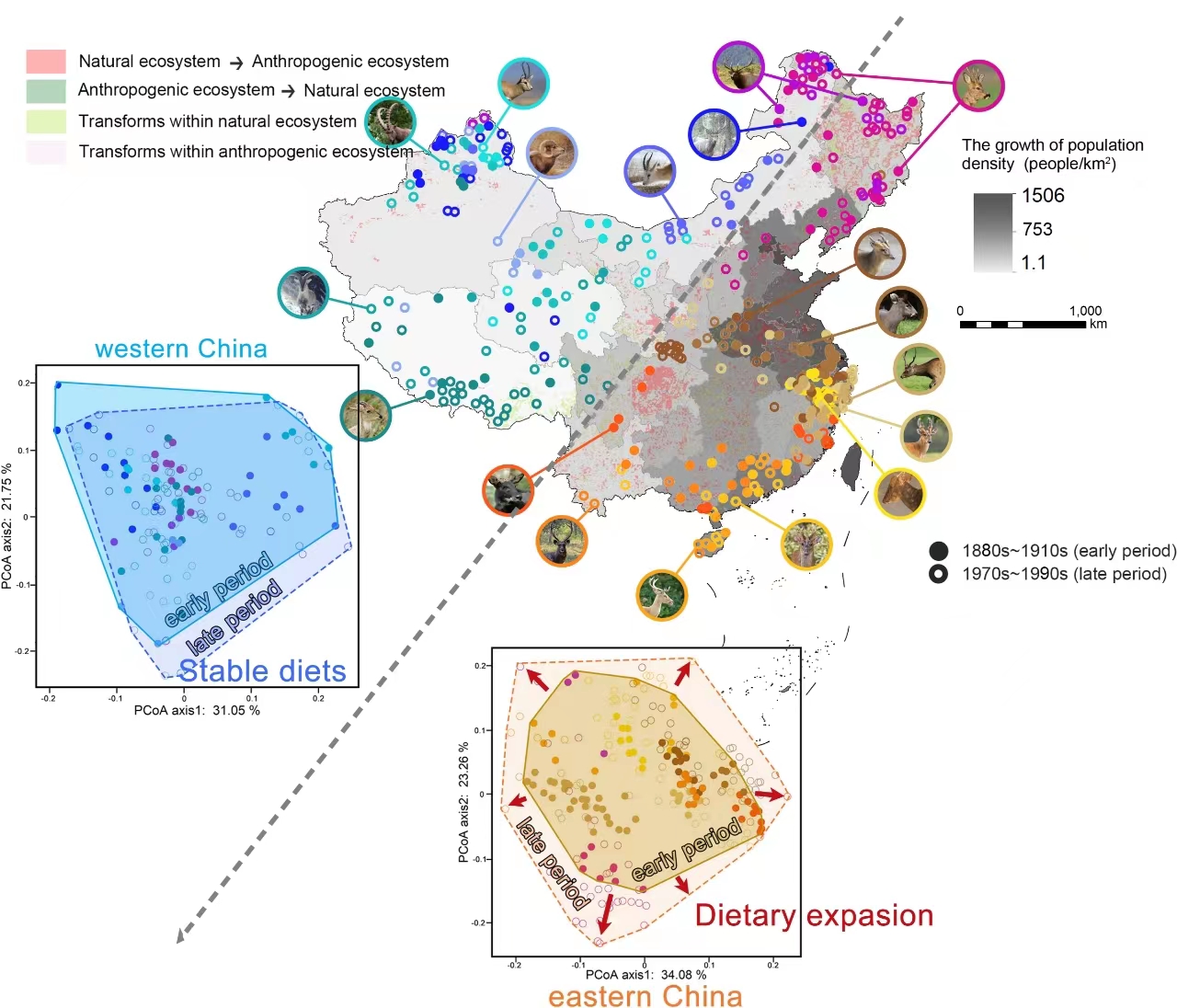 Researchers Prove Human Influence on Large Herbivore Diets during Anthropocene