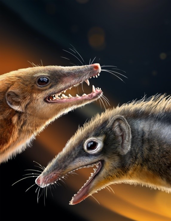 Two Jurassic Mammaliaforms from China Shed Light on Mammalian Evolution