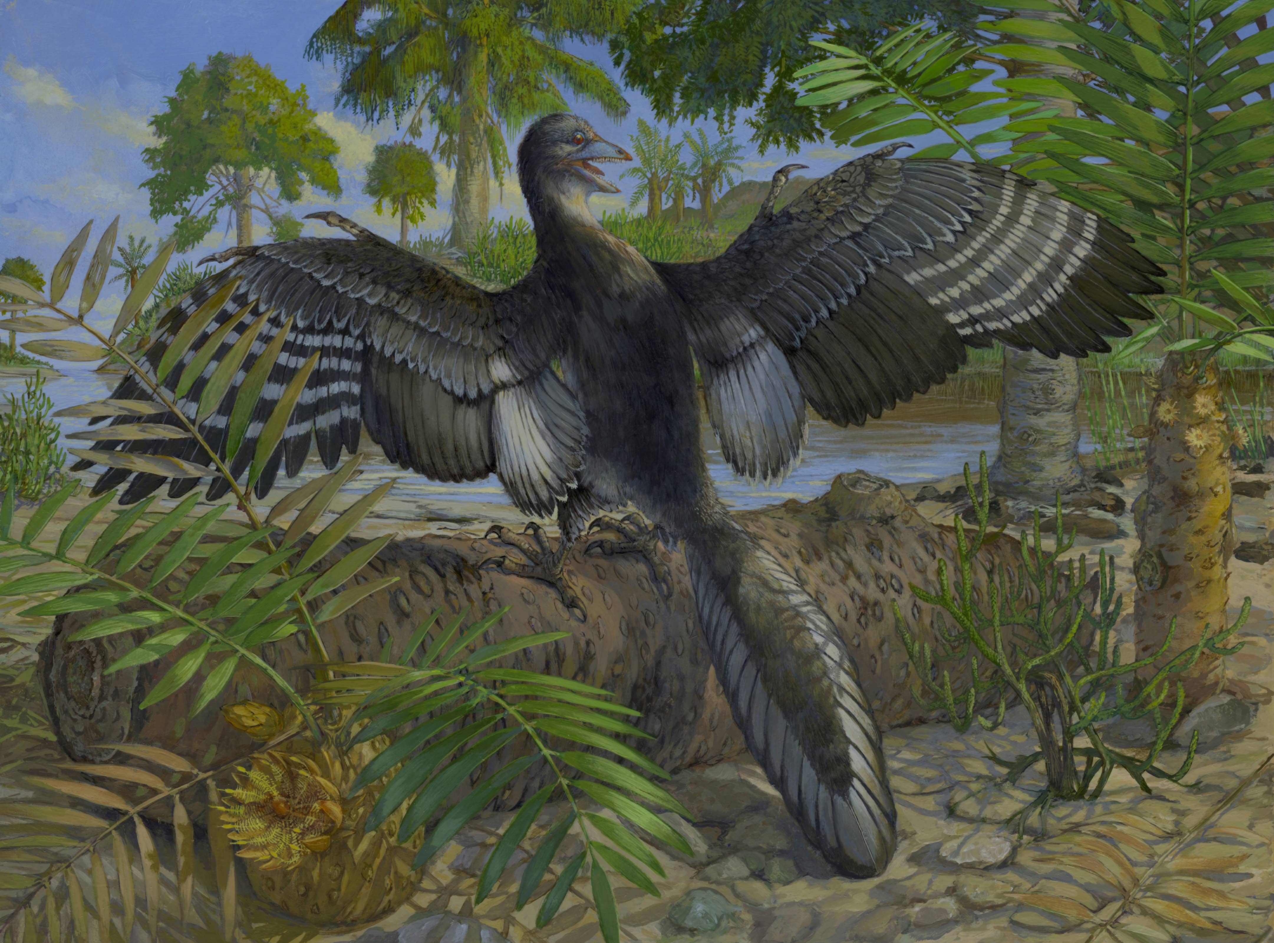 “Chicago Archaeopteryx” Unveiled: New Clues on Dinosaur–Bird Transition Revealed by Chinese–American Research Team