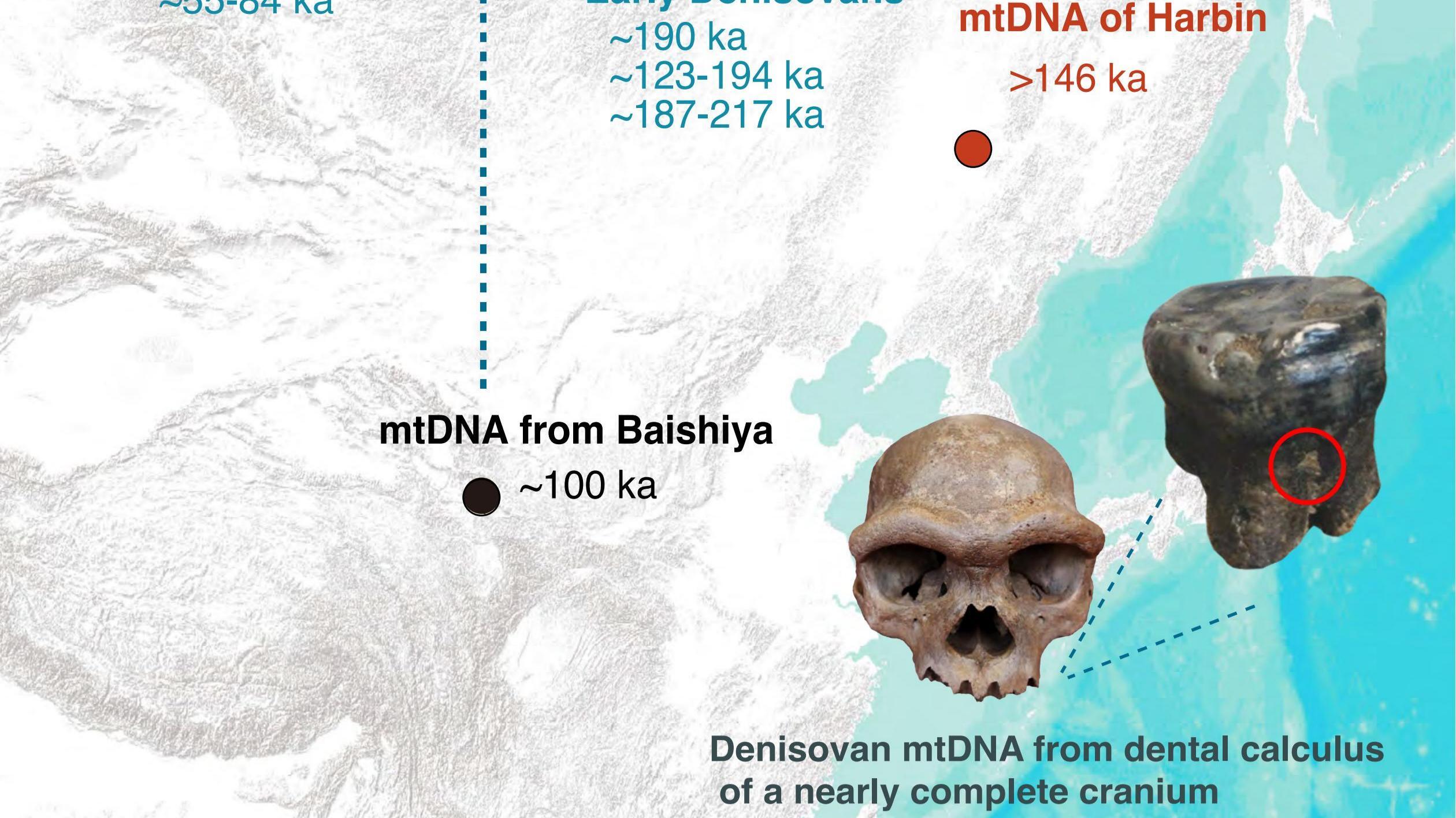 Key Evidence Links Harbin Individual's  Nearly Complete Skull to a Denisovan