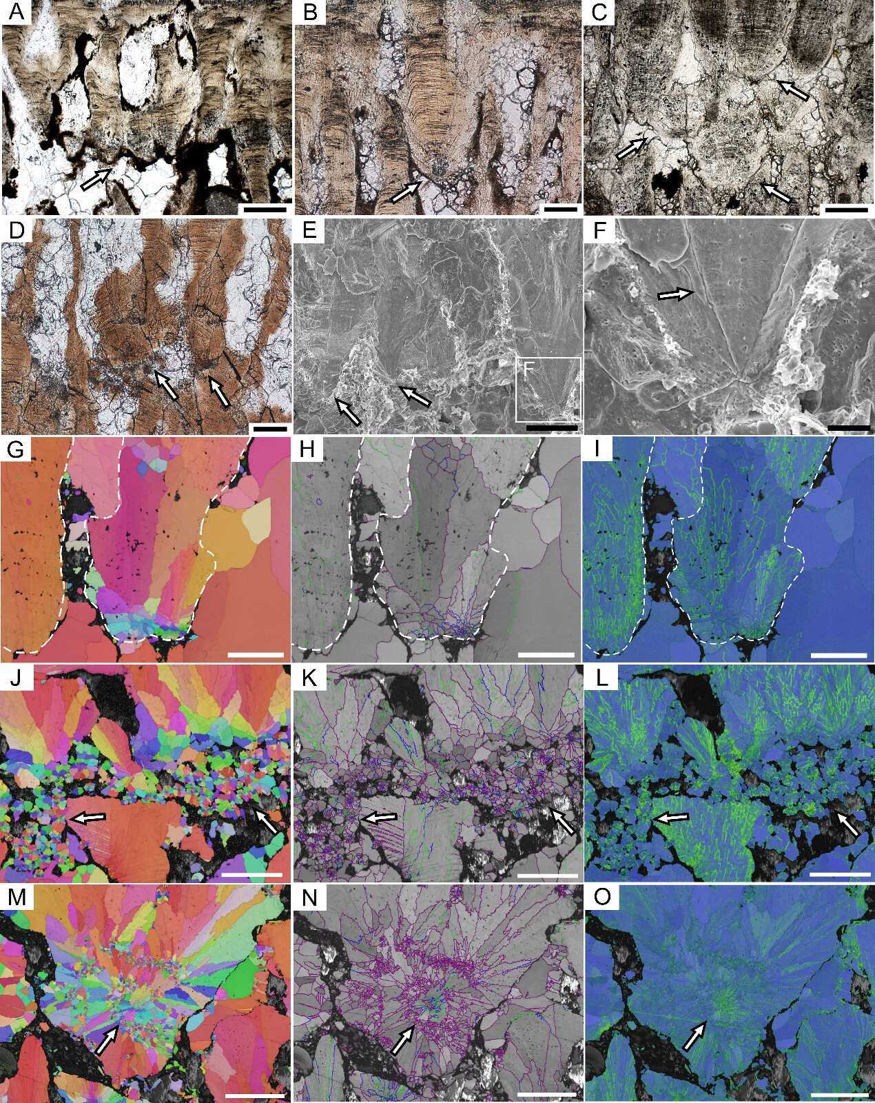Secondary eggshell units in dinosaur eggshells