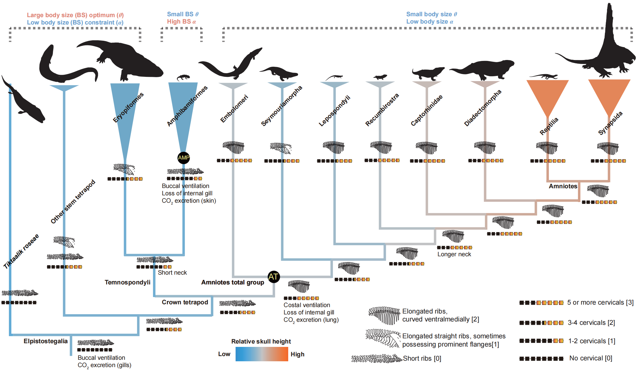 New Study Finds Respiratory Evolution Drove Body Size Differences in Early Land Vertebrates