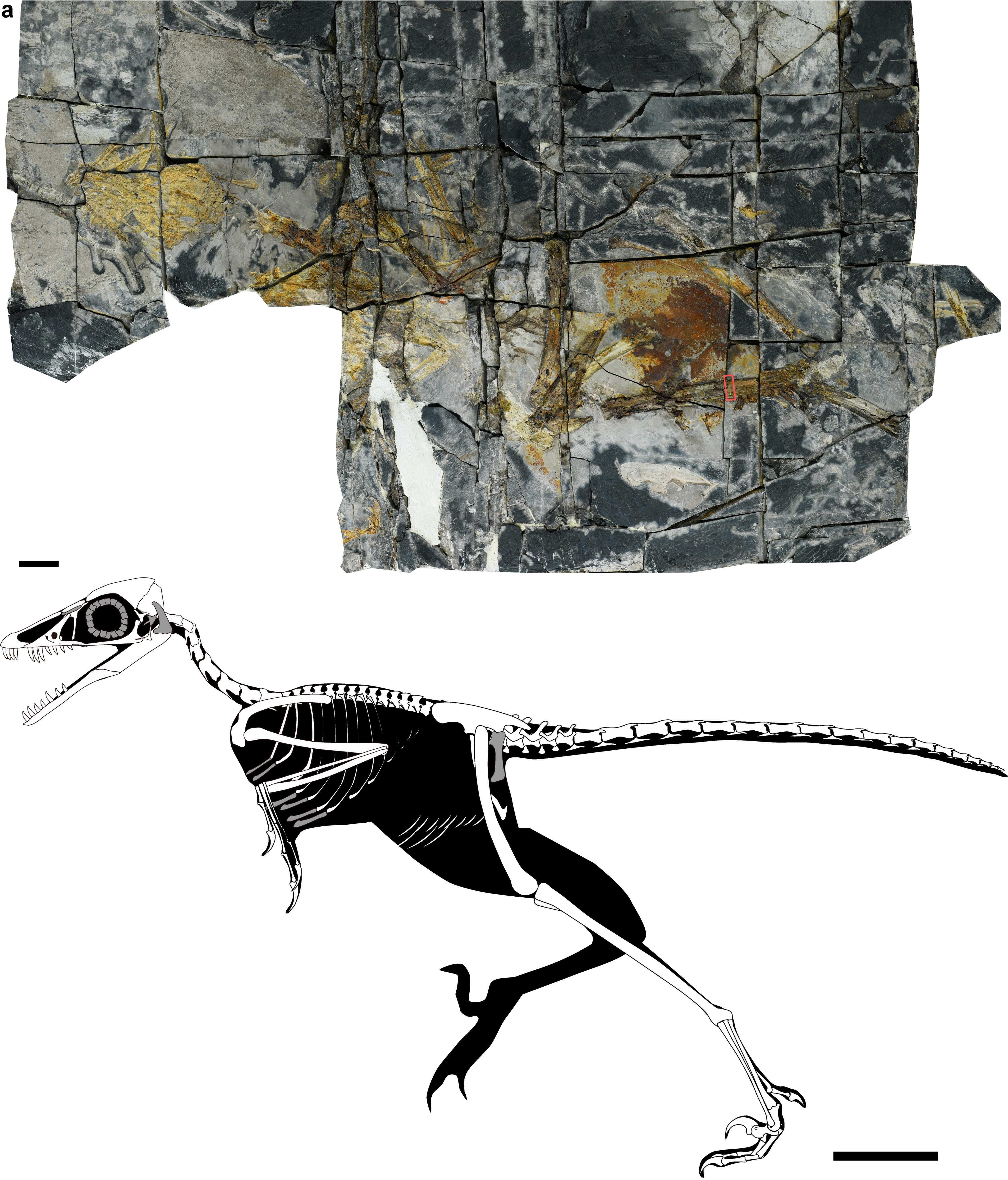 Not All Early Birds Evolved Toward Better Flight, Jurassic Fossil Suggests
