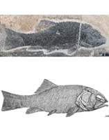 罗平强壮鱼（Robustichthys Luopingensis）2.jpg
